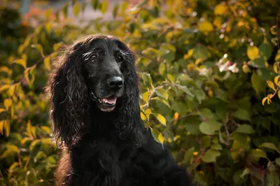 Kinga Zadykowicz - Behawiorysta, Szkolenie psów